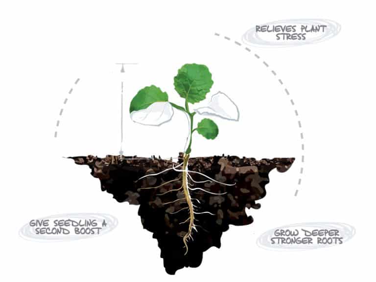 Releaf Canola Atp Ag Restoring The Balance