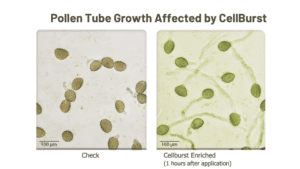Pollen tube growth affected by cellburst