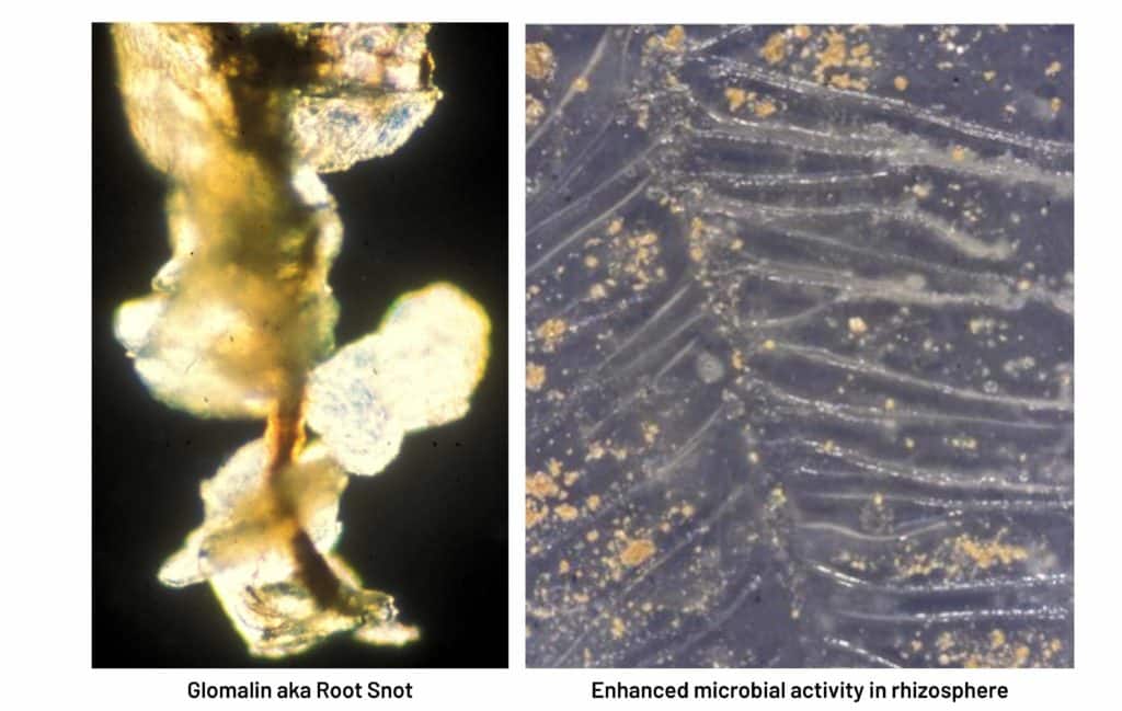 Globulin aka root snoot enhanced microbial activity in rhizosphere