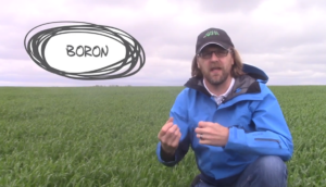 Importance of Nutrition at flowering to drive pollination