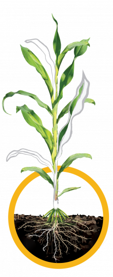 Corn 3 stages Corn 3 stages