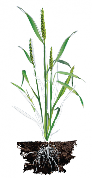Nutrient – Grant Crop Side Nutrient - Grant Crop Side