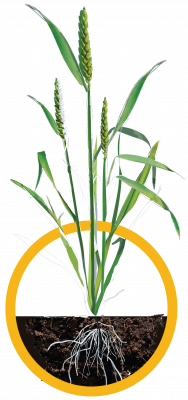 Wheat cirlce – Stage 3 Wheat cirlce - Stage 3