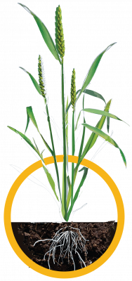 Wheat cirlce - Stage 3